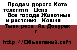  Продам дорого Кота-телепата › Цена ­ 4 500 000 - Все города Животные и растения » Кошки   . Тыва респ.,Ак-Довурак г.